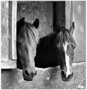Horses Stable Mates Poster