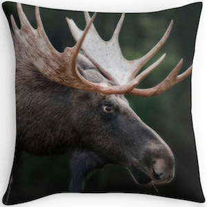 Moose Pillow